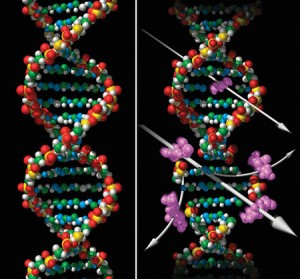 yapay-dna-sarmali