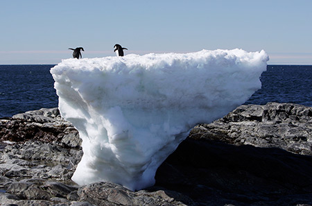 kuresel-isinma-penguen