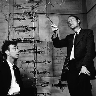 Watson (solda) ve Crick Cavendish laboratuarında, 1953. Aralarında DNA maketi.